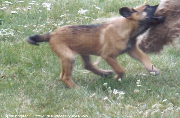 Photo de Berger belge malinois