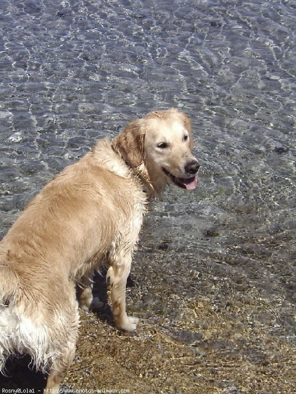 Photo de Golden retriever