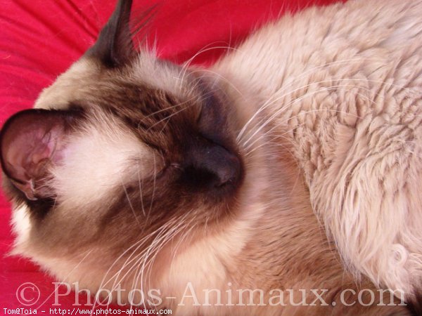 Photo de Sacr de birmanie