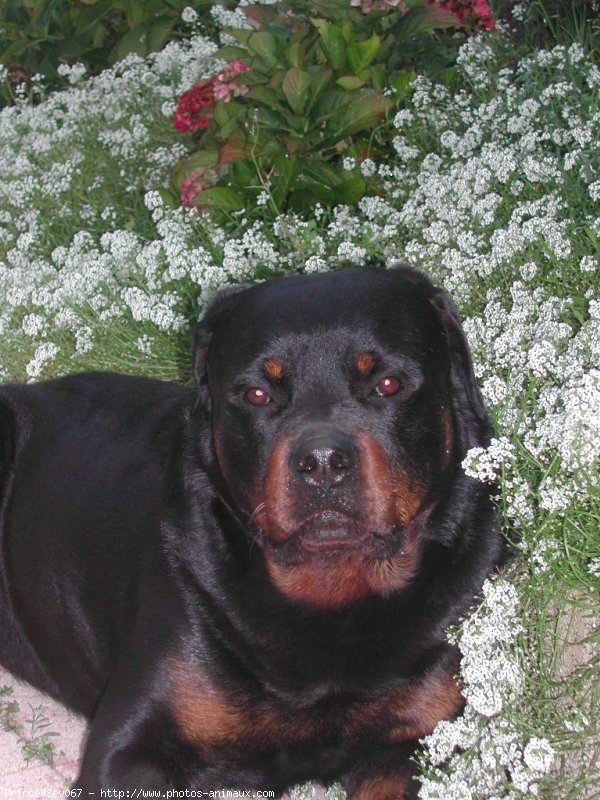 Photo de Rottweiler