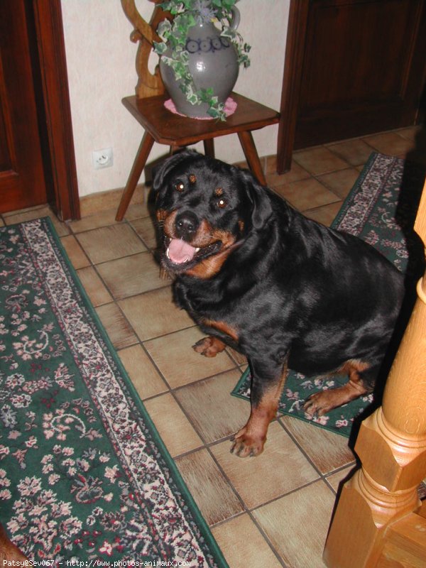 Photo de Rottweiler