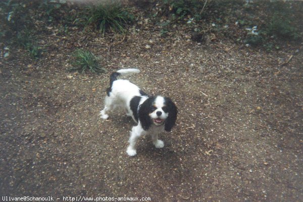 Photo de Cavalier king charles spaniel