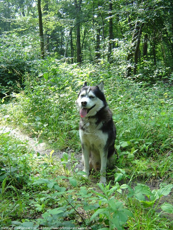 Photo de Husky siberien