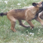 Photo de Berger belge malinois