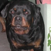 Photo de Rottweiler