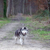 Photo de Husky siberien