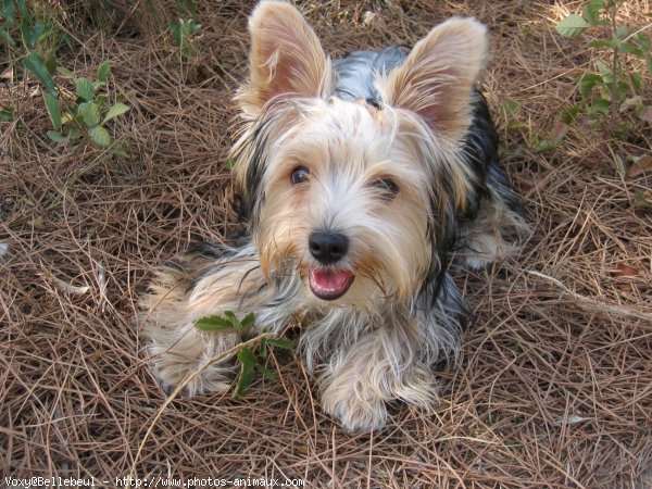 Photo de Yorkshire terrier