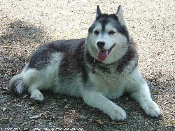 Photo de Husky siberien