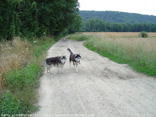 Photo de Husky siberien