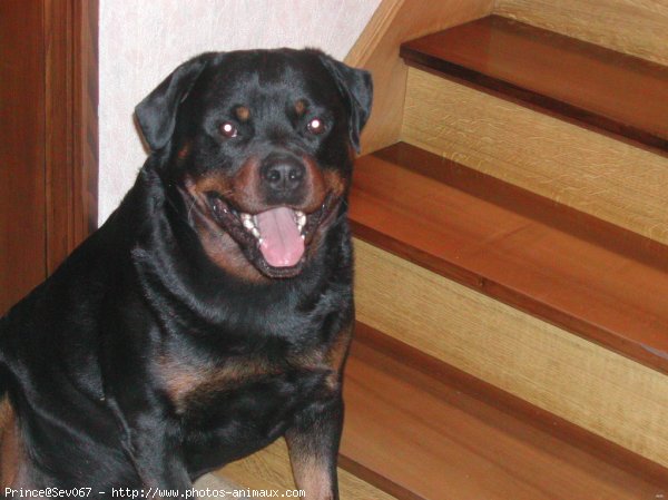 Photo de Rottweiler