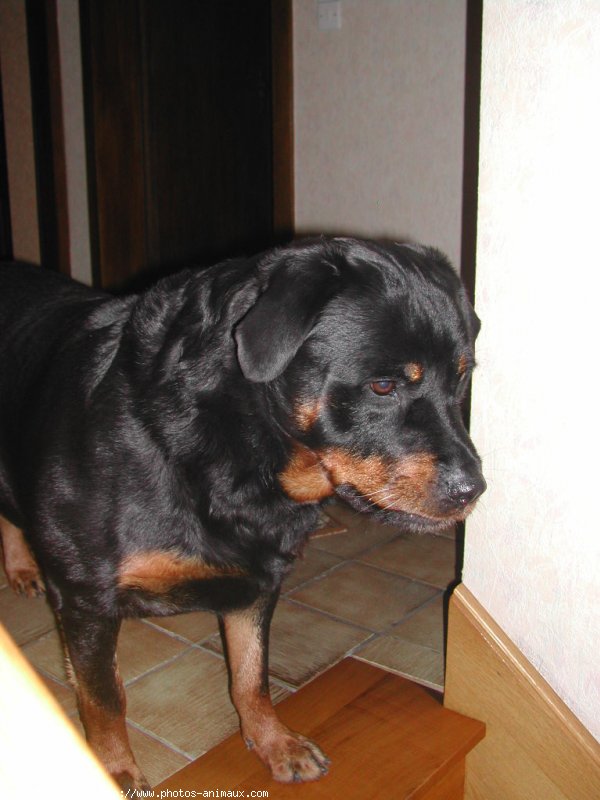 Photo de Rottweiler