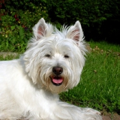 Photo de West highland white terrier