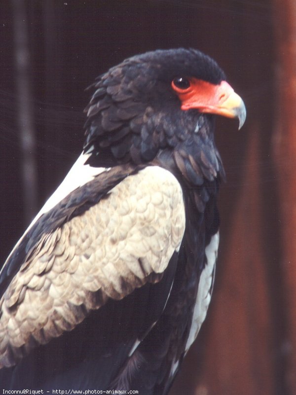 Photo d'Aigle - bateleur des savanes