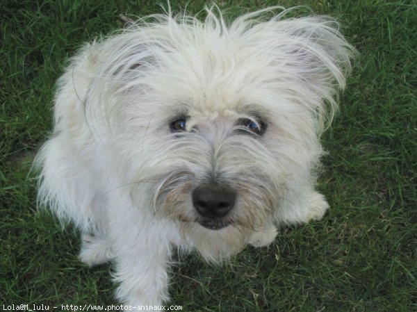 Photo de Chien de berger des pyrenes  poil long