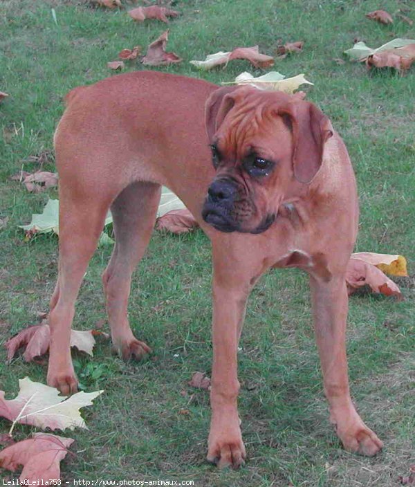 Photo de Boxer