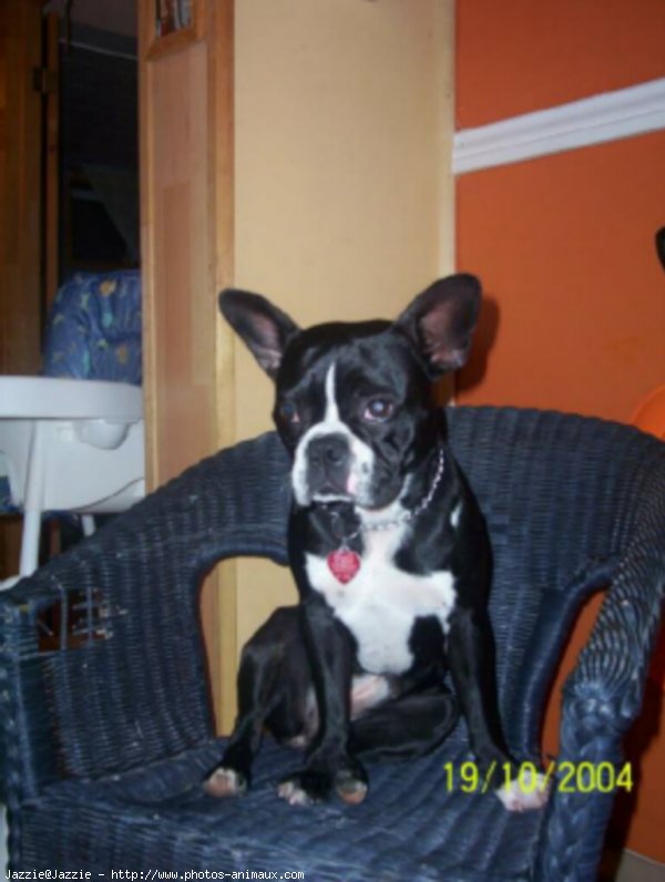 Photo de Boston terrier