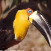 Photo de Toucan