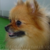 Photo de Spitz moyen