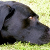 Photo de Labrador retriever