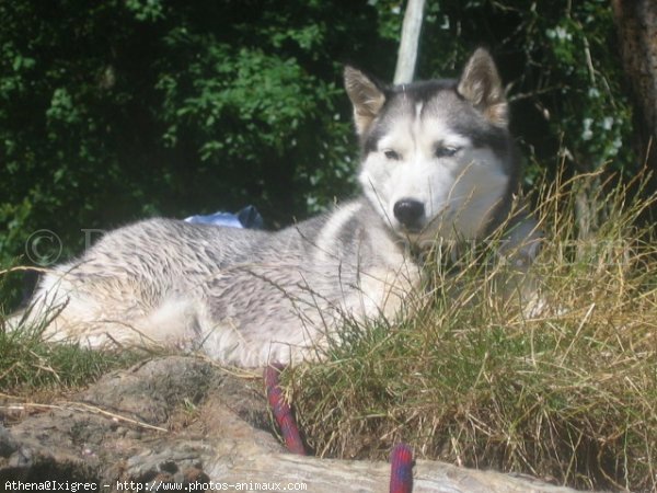 Photo de Husky siberien