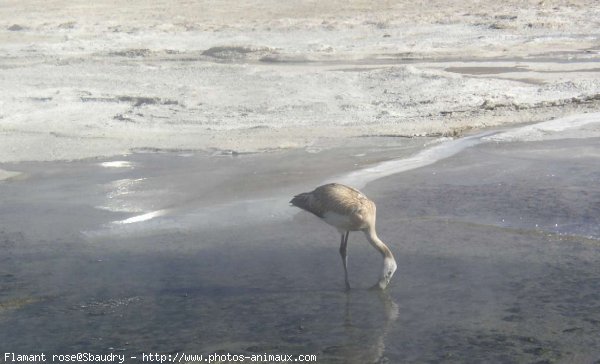 Photo de Flamand rose