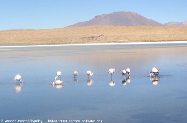 Photo de Flamand rose