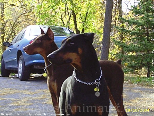 Photo de Dobermann