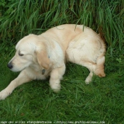 Photo de Golden retriever