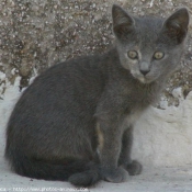 Photo de Chat domestique