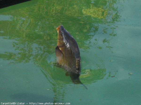 Photo de Poissons exotiques