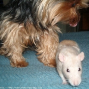 Photo de Rat