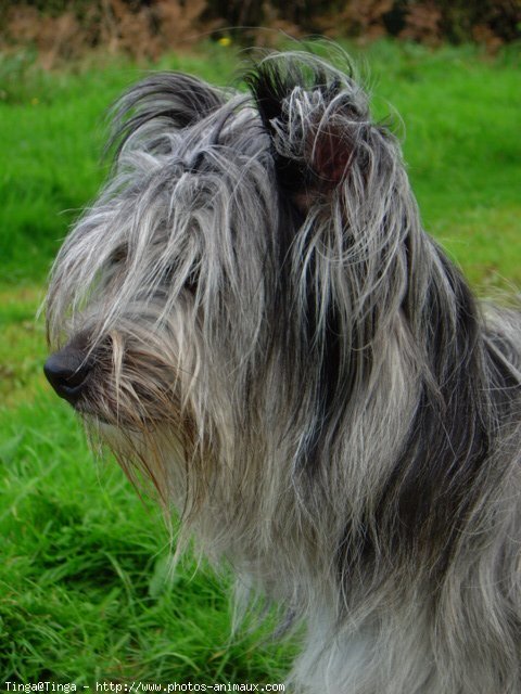 Photo de Chien de berger des pyrenes  poil long