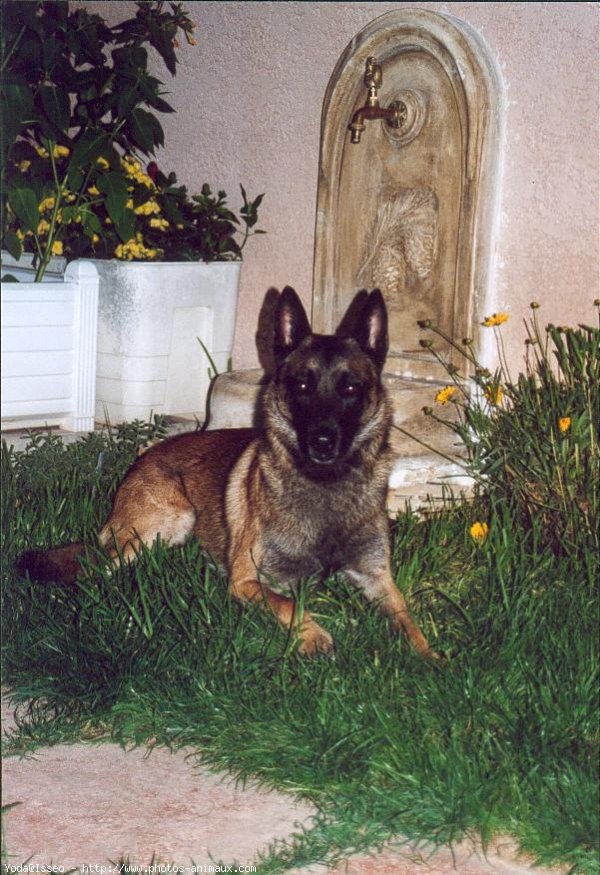 Photo de Berger belge malinois