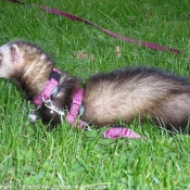 Photo de Furet