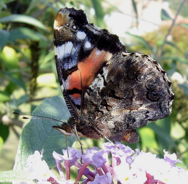 Photo de Papillon