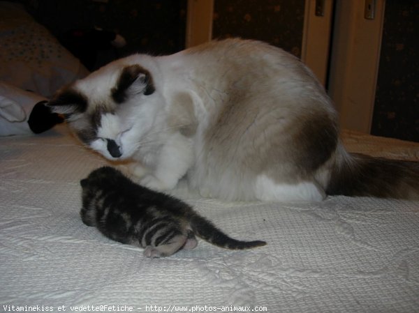 Photo de Ragdoll