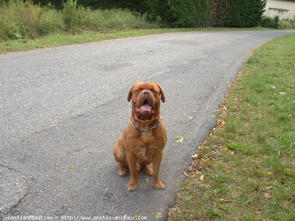 Photo de Dogue de bordeaux