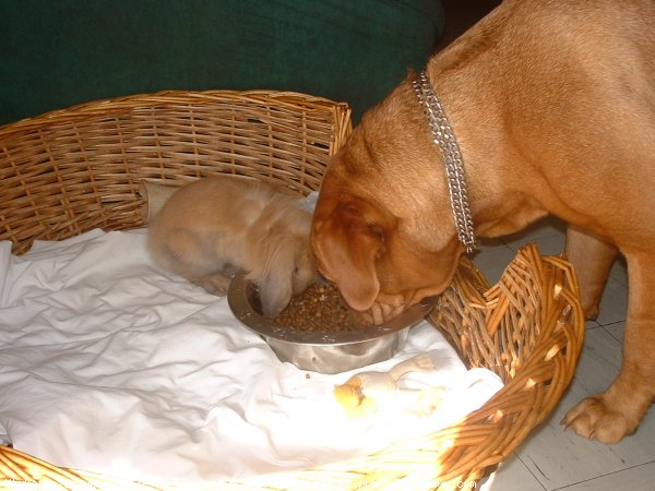 Photo de Dogue de bordeaux