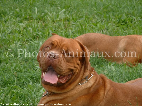 Photo de Dogue de bordeaux