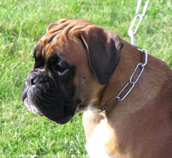 Photo de Boxer