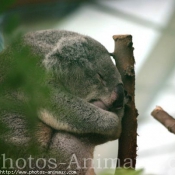 Photo de Koala