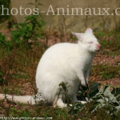 Photo de Wallaby