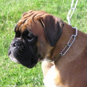 Photo de Boxer