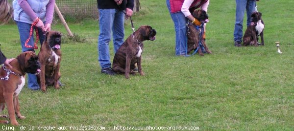 Photo de Boxer