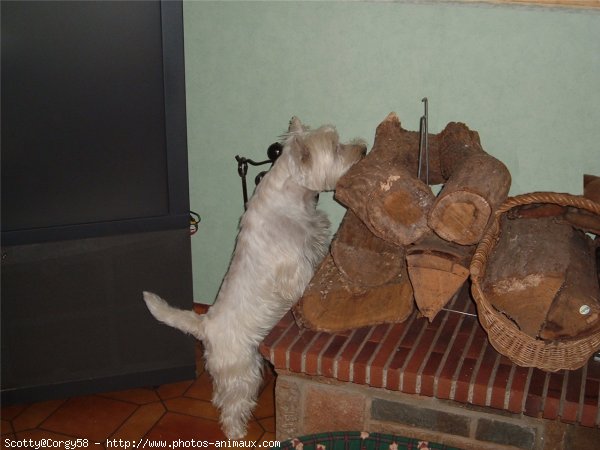 Photo de West highland white terrier