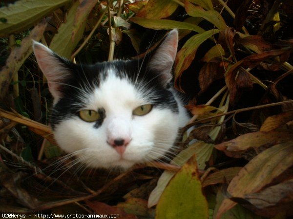 Photo de Chat domestique