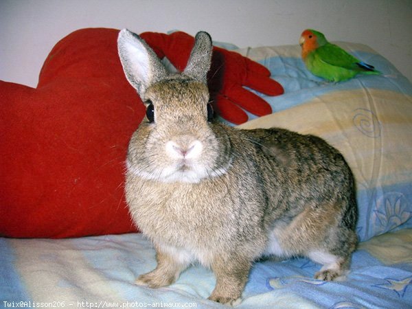 Photo de Lapin