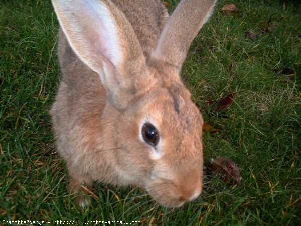 Photo de Lapin