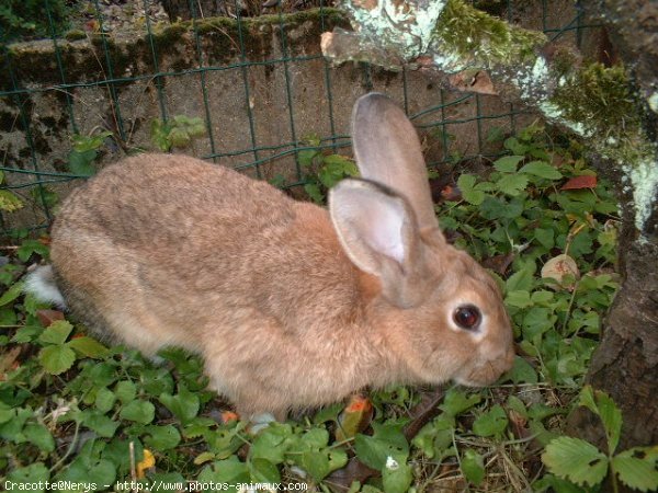 Photo de Lapin