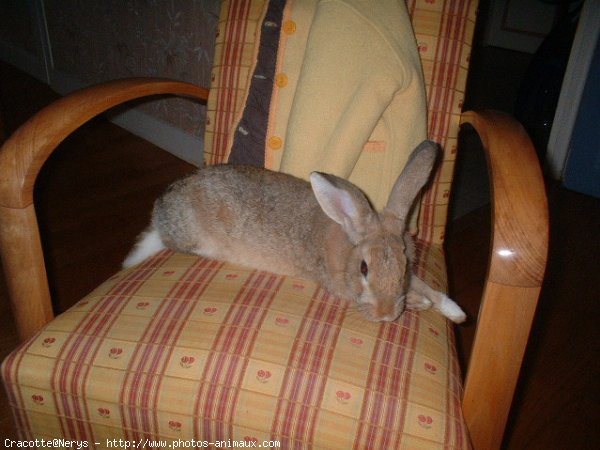 Photo de Lapin